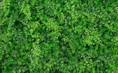 DECORACIÓN CON MUROS VERDES